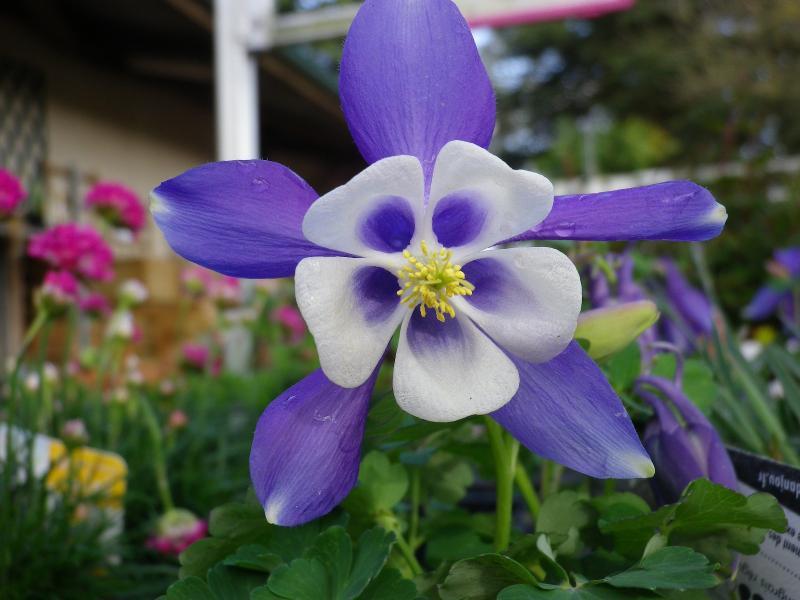 fleur violette