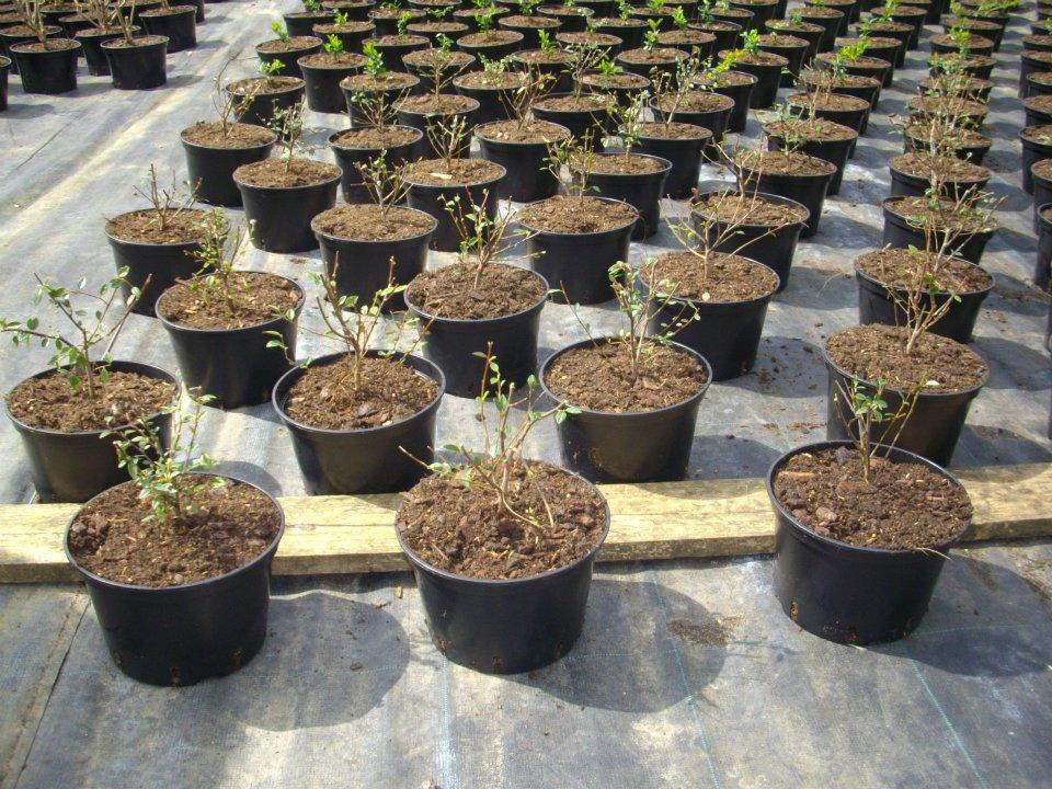 plants en pot