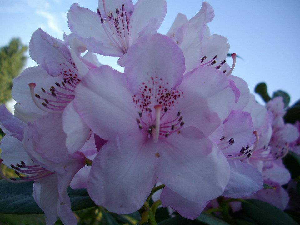 fleurs arbre
