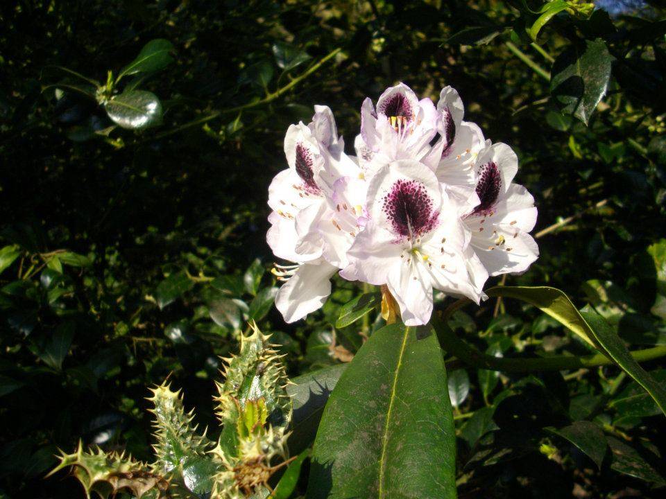 arbre en fleur