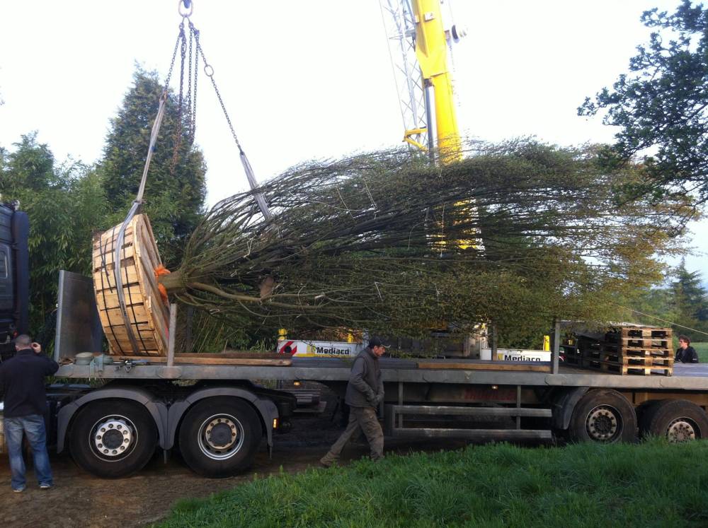 livraison arbre