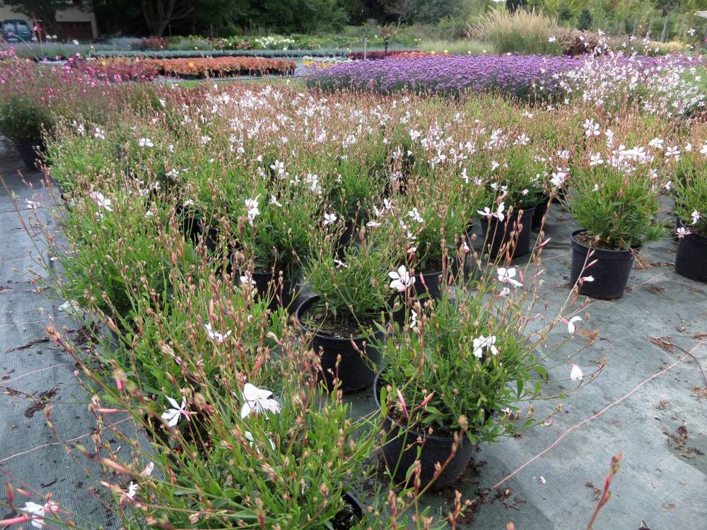 fleurs en pots